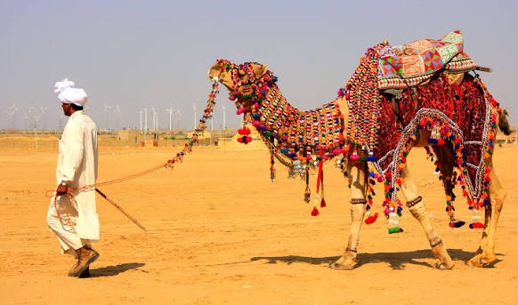 Camel Safari